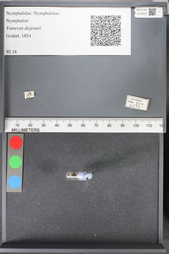 Media type: image;   Entomology 92876
